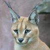 CARACAL