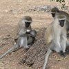 VERVET MONKEY