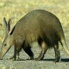 AARDVARK