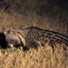 AFRICAN CIVET