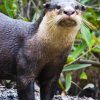 CLAWLESS OTTER