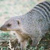 BANDED MONGOOSE