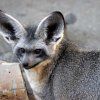 BAT-EARED FOX