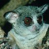 BUSHBABY