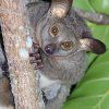 GALAGO, THICK-TAILED