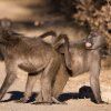 SAVANNA BABOON