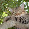 AFRICAN WILDCAT