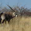 GEMSBOK (20+) 