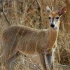 GREY DUIKER (20+)