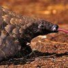 PANGOLIN