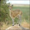 KLIPSPRINGER (15+) 