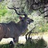 KUDU (70+)