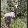 MOUNTAIN REEDBUCK 