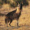 BROWN HYENA