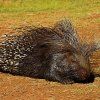 PORCUPINE