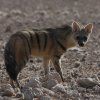 AARDWOLF