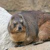 ROCK HYRAX