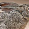 SCRUB HARE