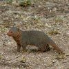 DWARF MONGOOSE