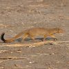 SLENDER MONGOOSE