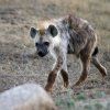 SPOTTED HYENA
