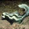 STRIPED POLECAT