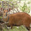 BUSHBUCK (25+) 