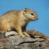 TREE SQUIRREL