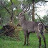 WATERBUCK (100+)