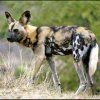 WILD DOG